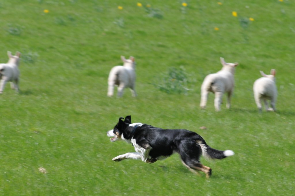 The Herding Dog Hustle (image credits: flickr)
