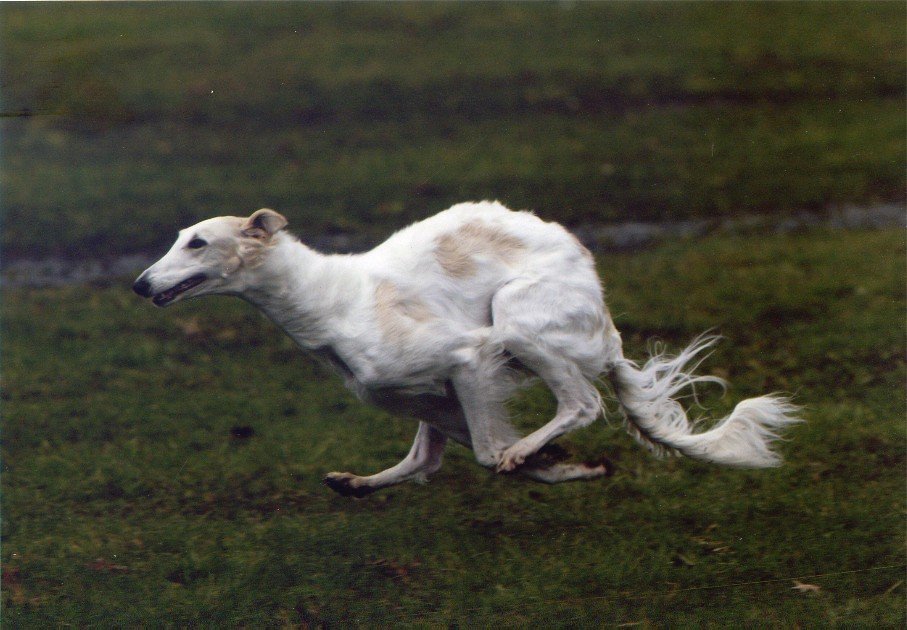 The Sighthound’s Sudden Sprints (image credits: flickr)