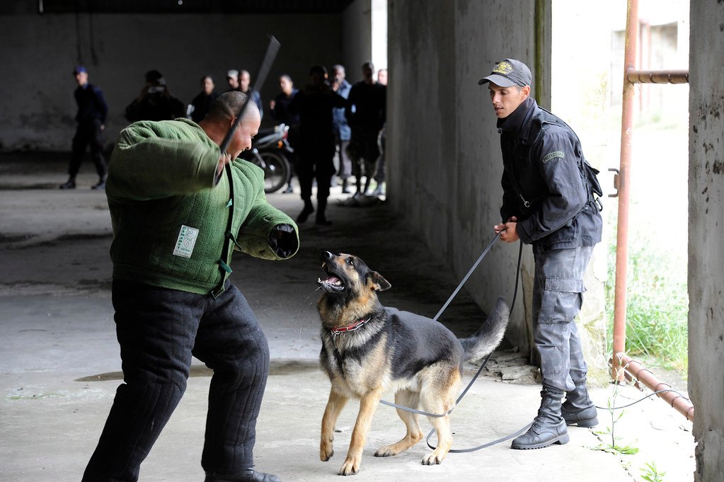 The Working Dog’s Need for Purpose (image credits: flickr)
