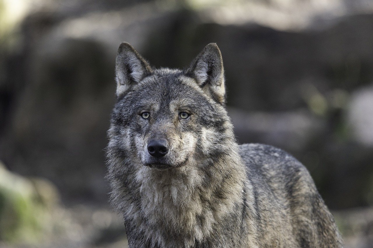 The Gray Wolf’s Historical Struggles in Minnesota (image credits: pixabay)