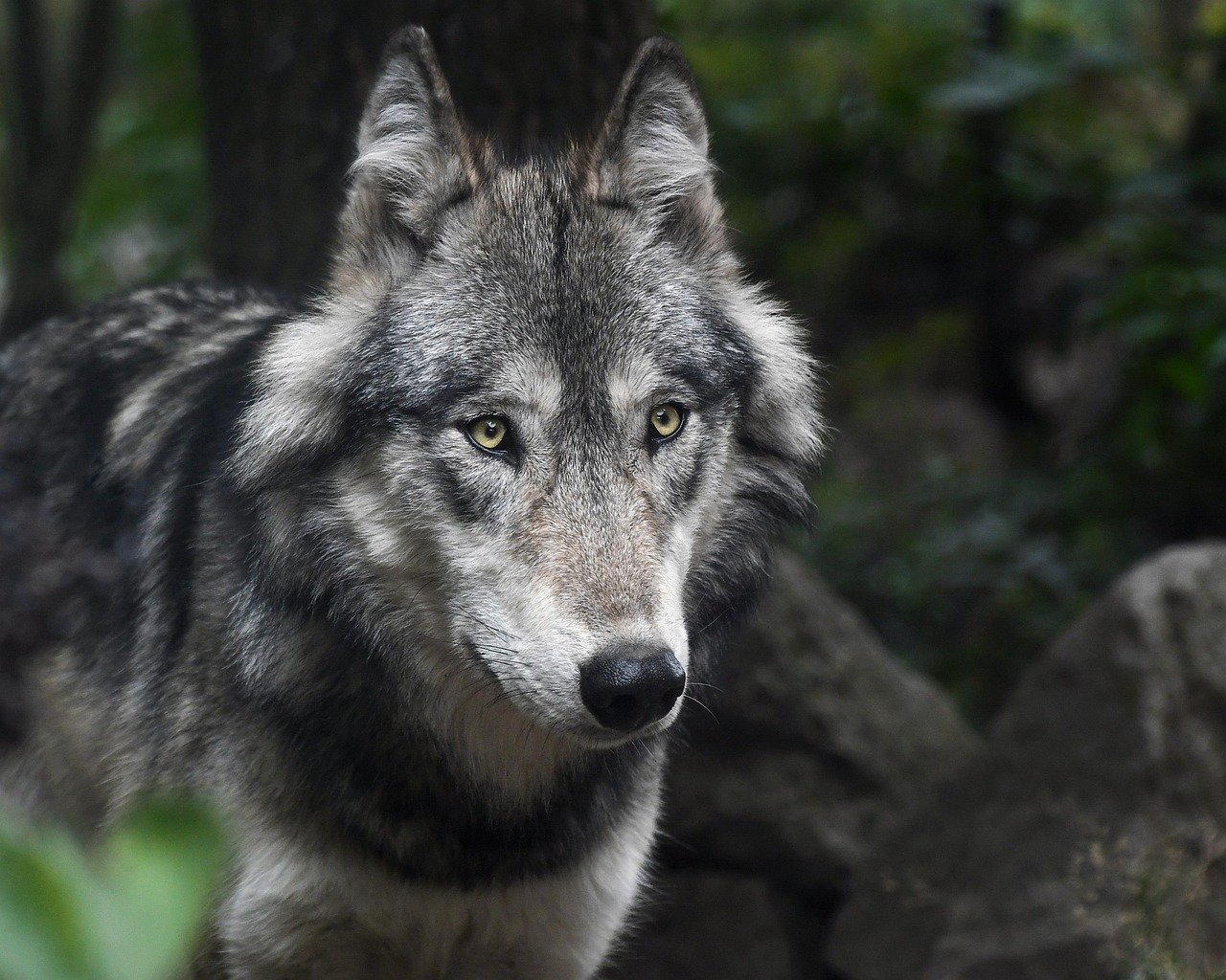 The Impact of Hunting and Trapping (image credits: pixabay)