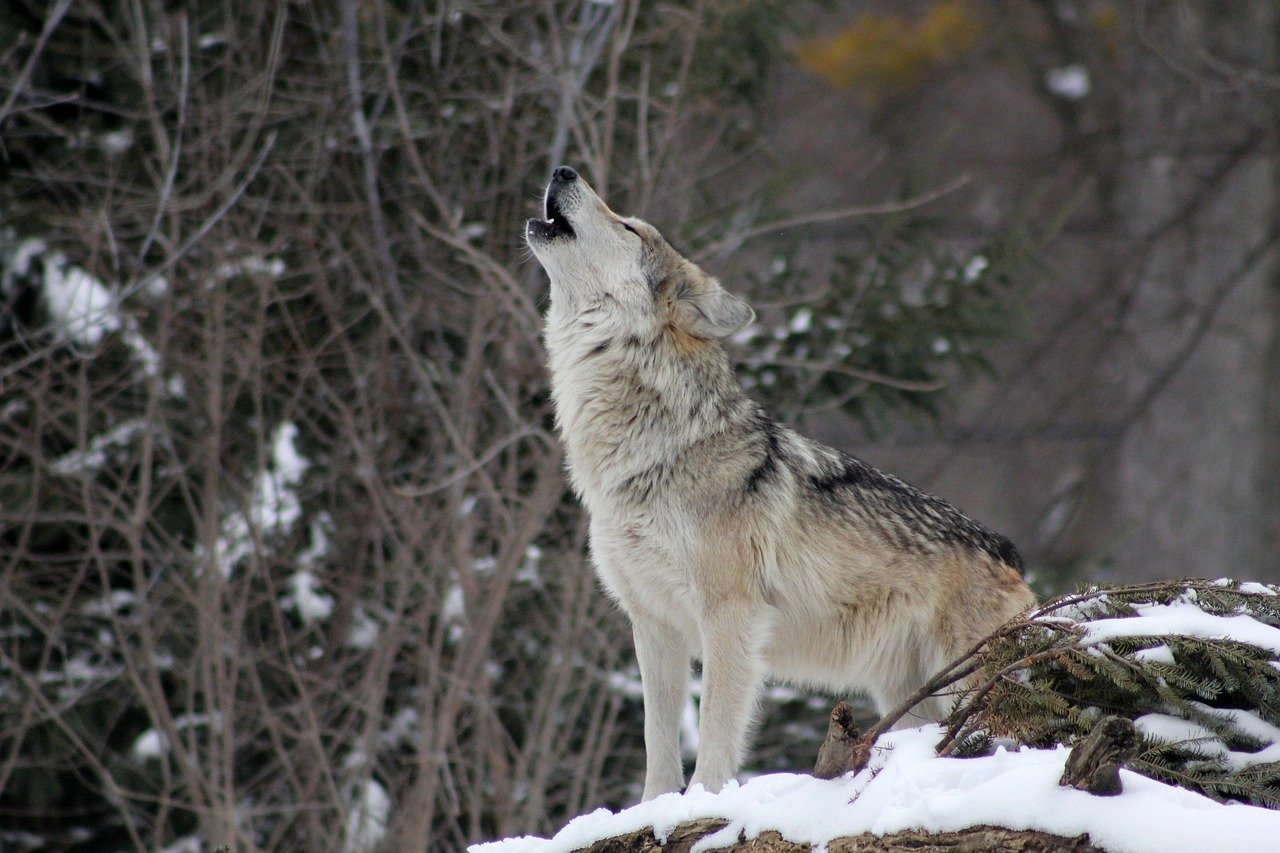 Why The Gray Wolf Is Considered A Threatened Species In Minnesota