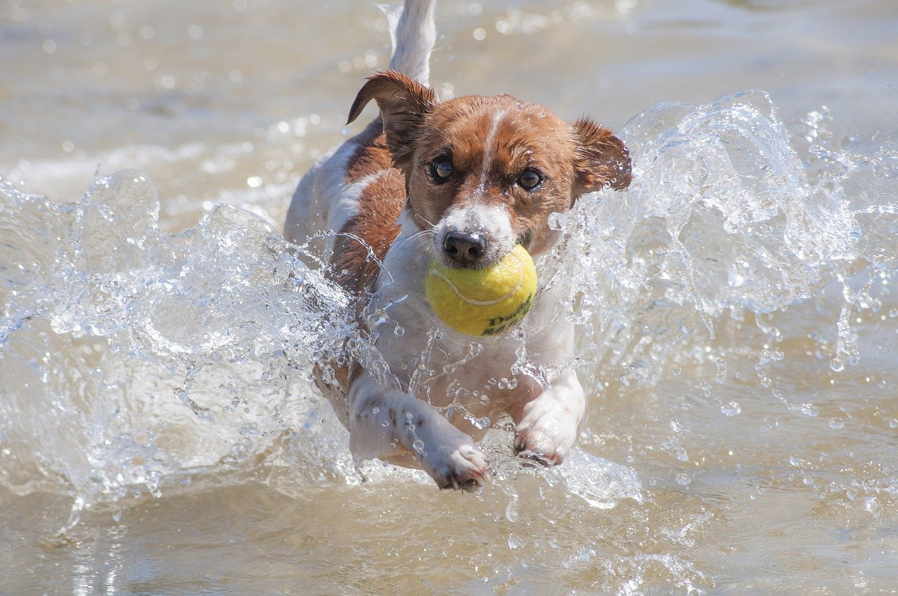 Jack Russell Terrier Energy: Managing A Small Dog’s Big Drive