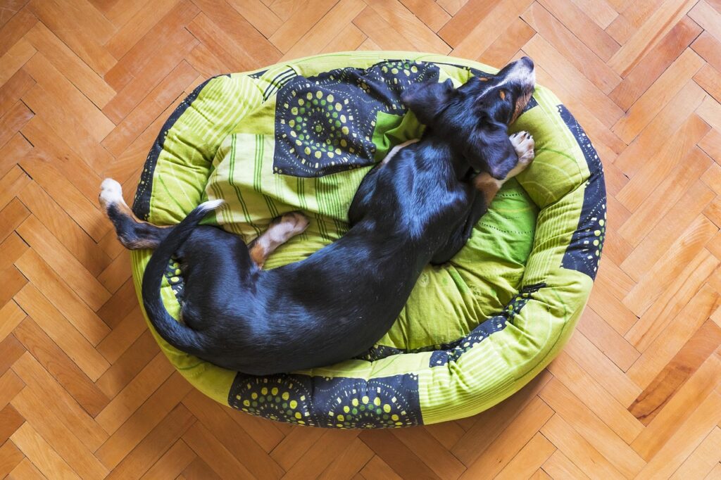 Repurpose Old Dog Beds