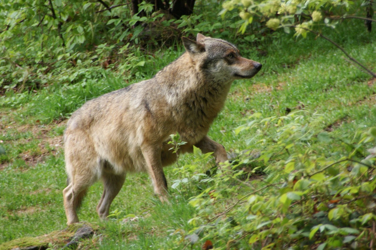 Redwood National and State Parks, California (image credits: wikimedia)