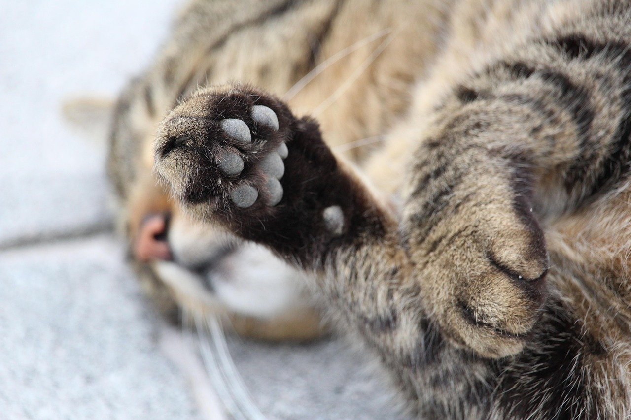 Veterinarians Increasingly Oppose the Practice (image credits: pixabay)