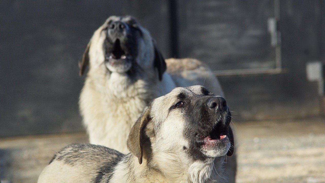 Why Do Dogs Howl or Bark at Nothing? (image credits: pixabay)