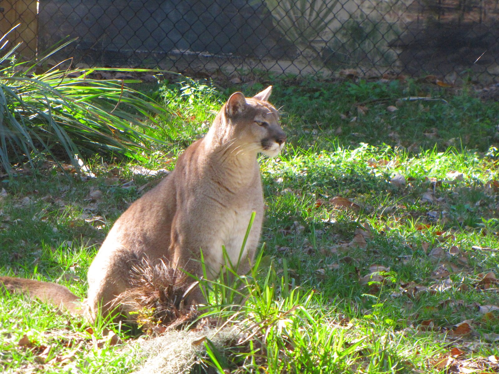 They're Surprisingly Agile Jumpers (image credits: Florida PantherUploaded by berichard, CC BY 2.0, https://commons.wikimedia.org/w/index.php?curid=8992105)