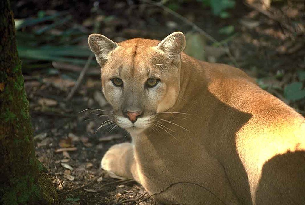 A Male Panther Needs 200 Square Miles of Territory (image credits: flickr)