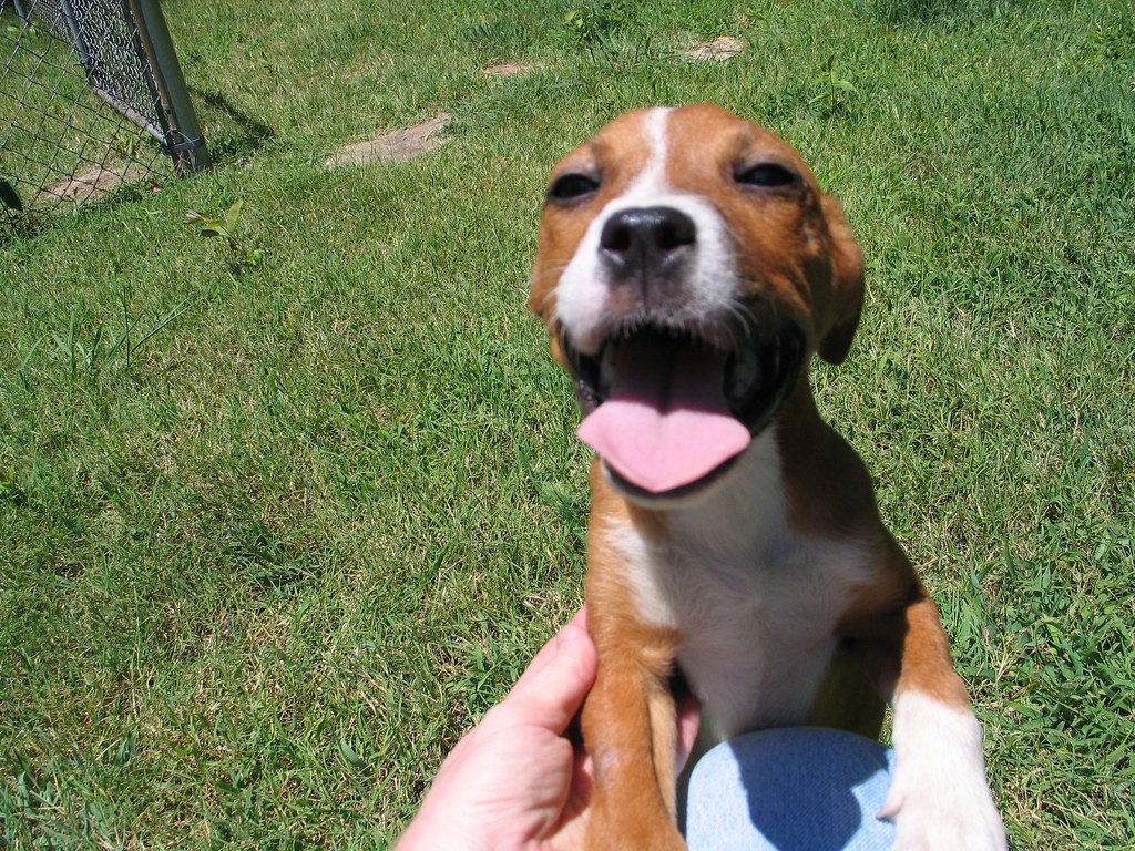 Beagle: The Howling Superstar (image credits: flickr)