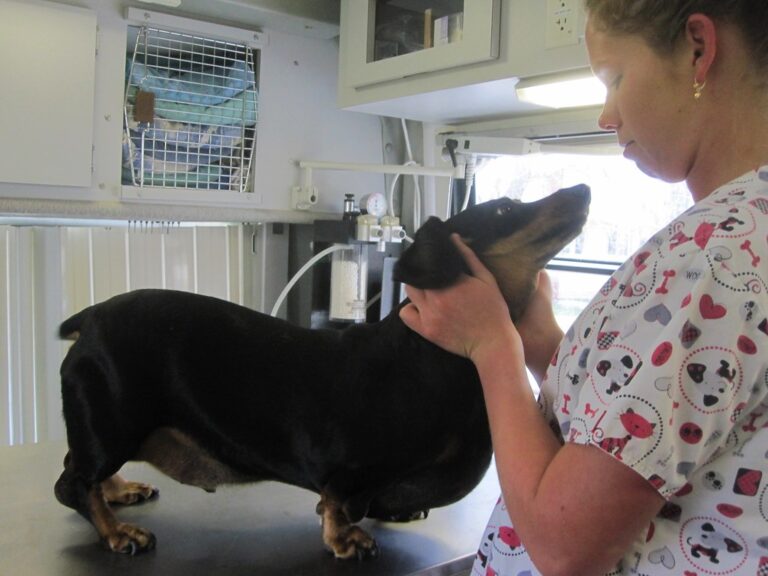 10 Dog Breeds That Turn Into Drama Queens at the Vet