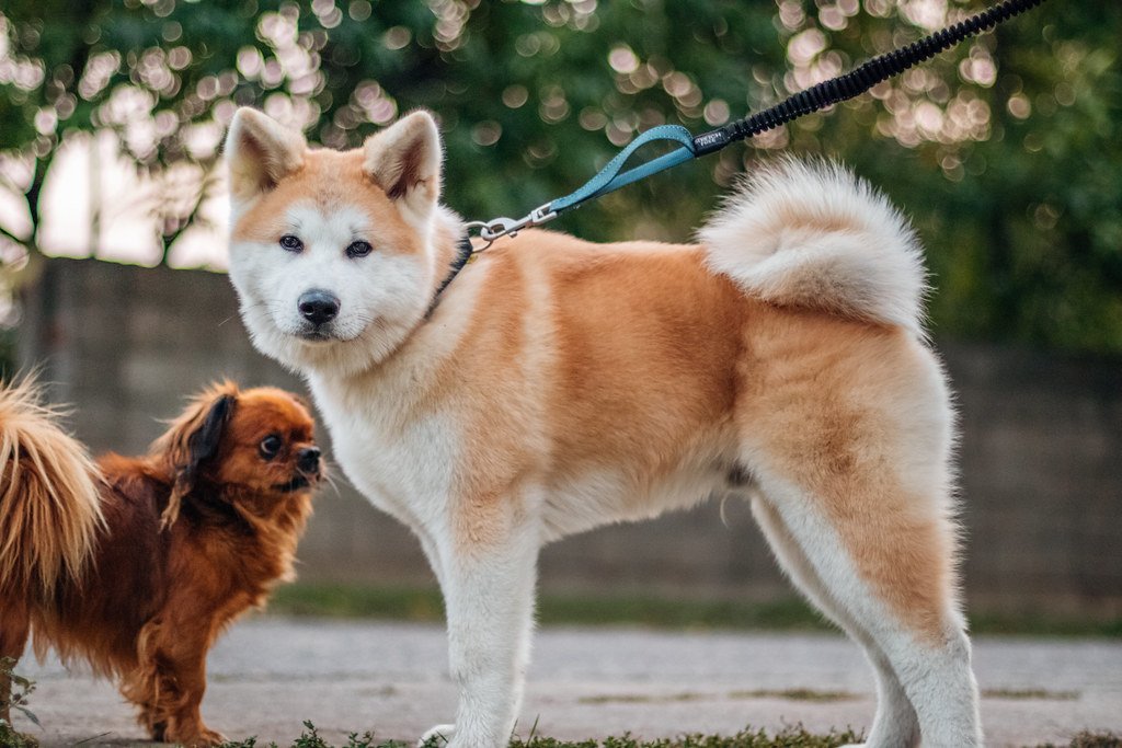 Akita (image credits: flickr)
