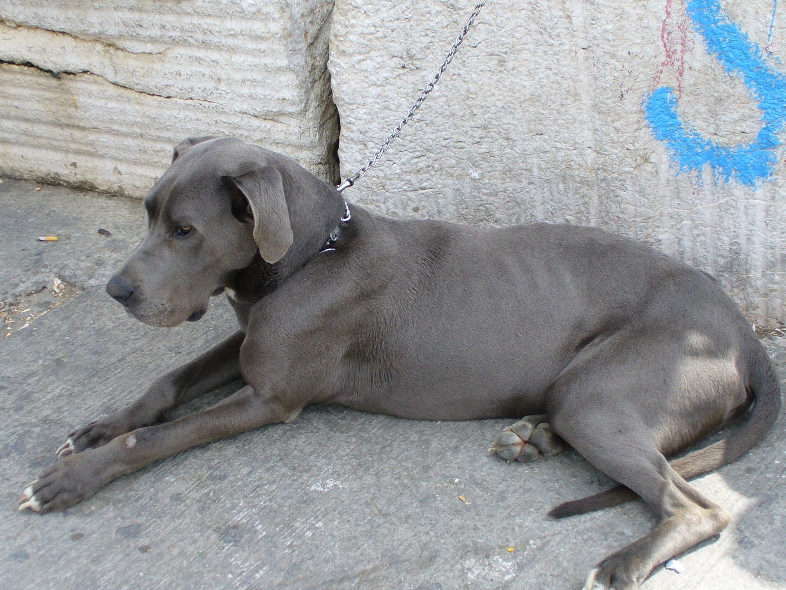 Weimaraner (image credits: wikimedia)