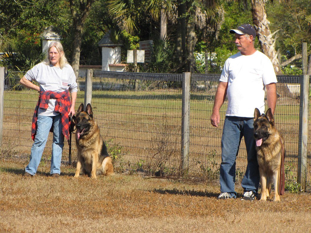 Temperament and Training: Finding the Right Fit (image credits: flickr)