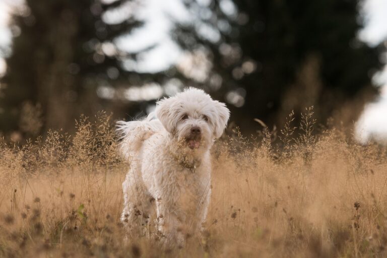 10 Ways To Spot A Bad Dog Owner