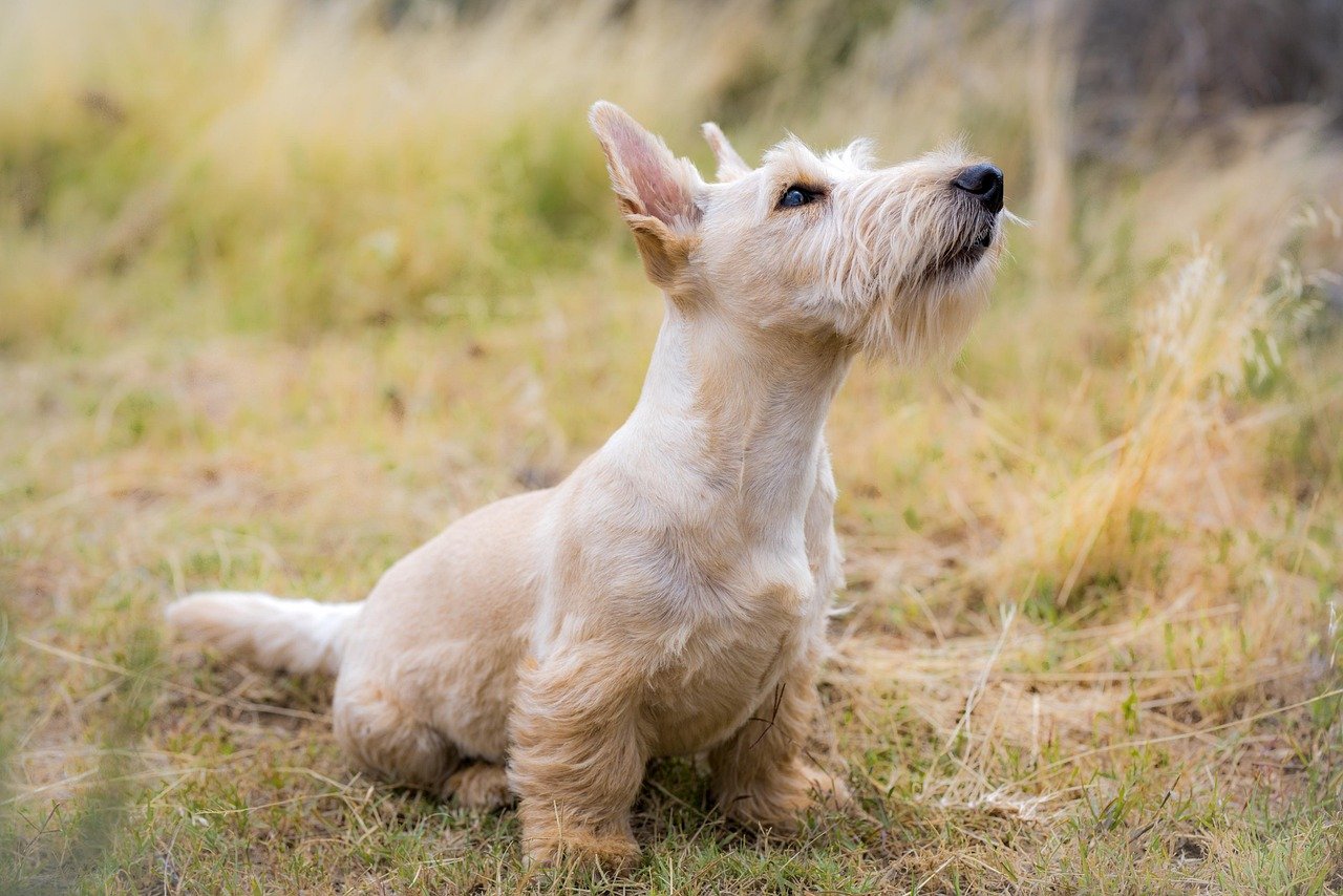 Scottish Terrier: The Stubborn Individualist (image credits: pixabay)