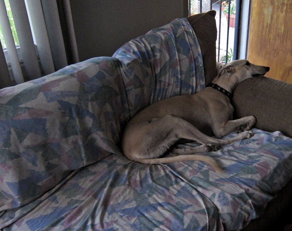Greyhound: The Couch Potato Sprinter (image credits: flickr)