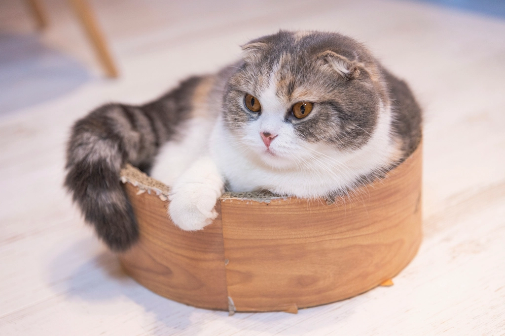 Scottish Fold: The Quiet Observer (image credits: rawpixel)