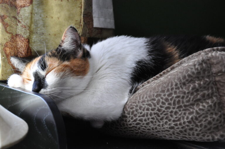 7 Independent Cat Breeds Great for Busy People