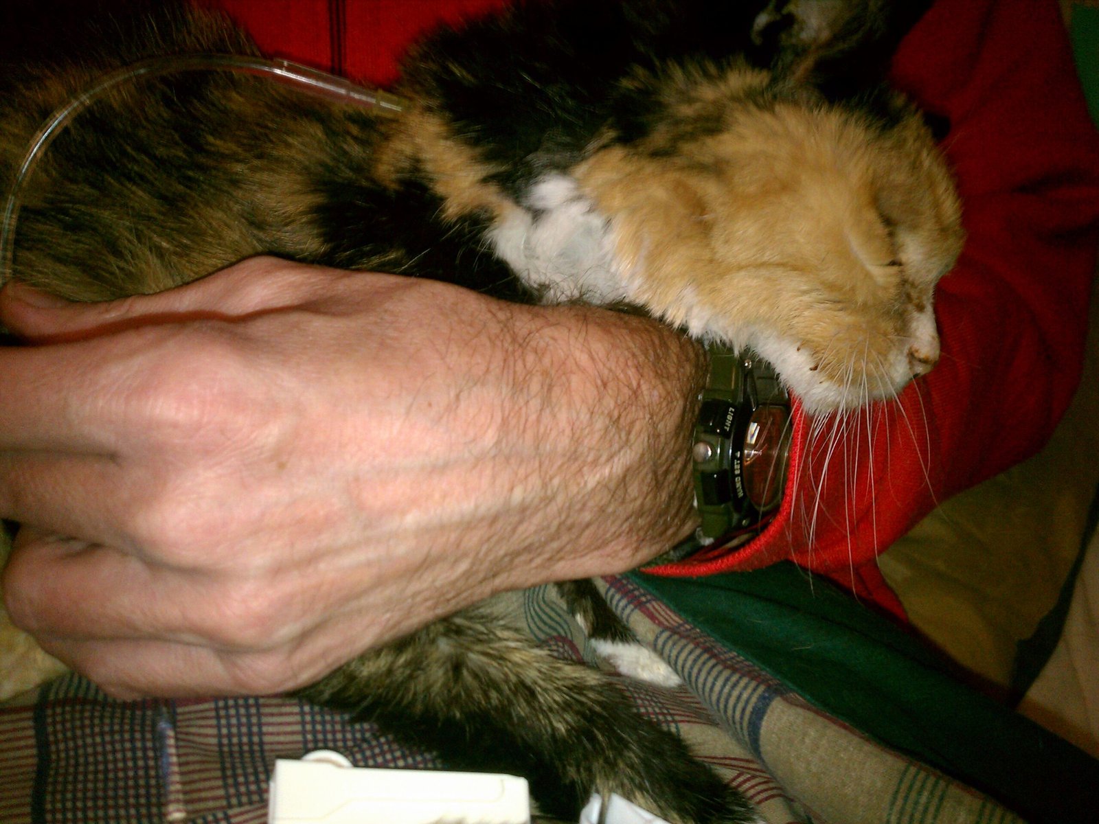 Teaches Empathy and Patience (image credits: wikimedia)