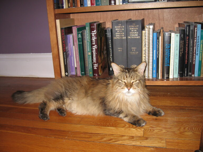 10 Benefits of Adopting a Senior Cat