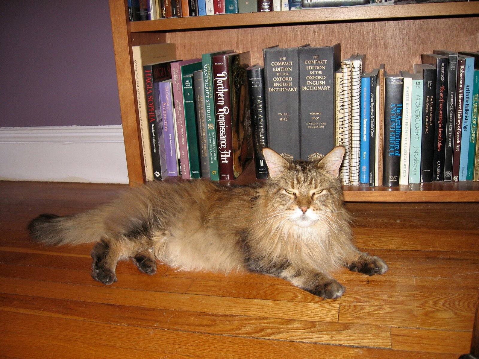 10 Benefits of Adopting a Senior Cat