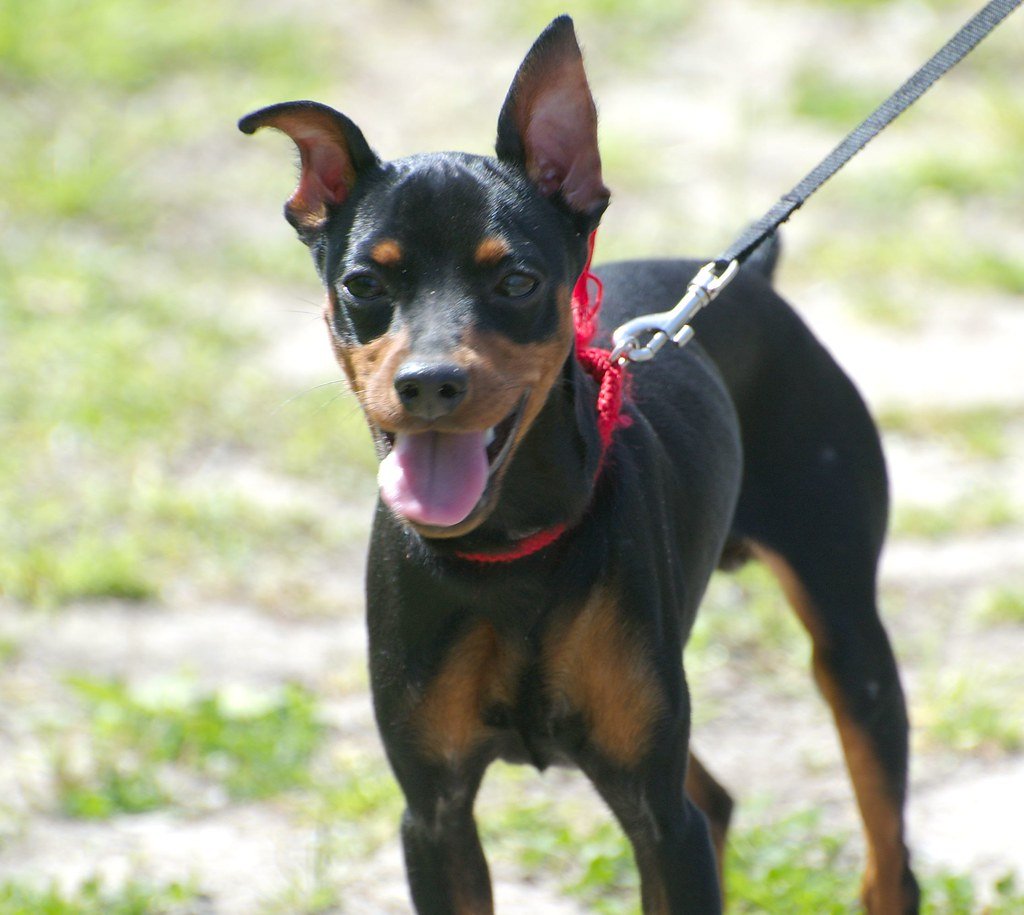 Miniature Pinscher: The Fearless Firecracker (image credits: flickr)