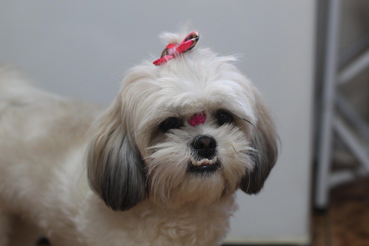 Shih Tzu (image credits: pixabay)