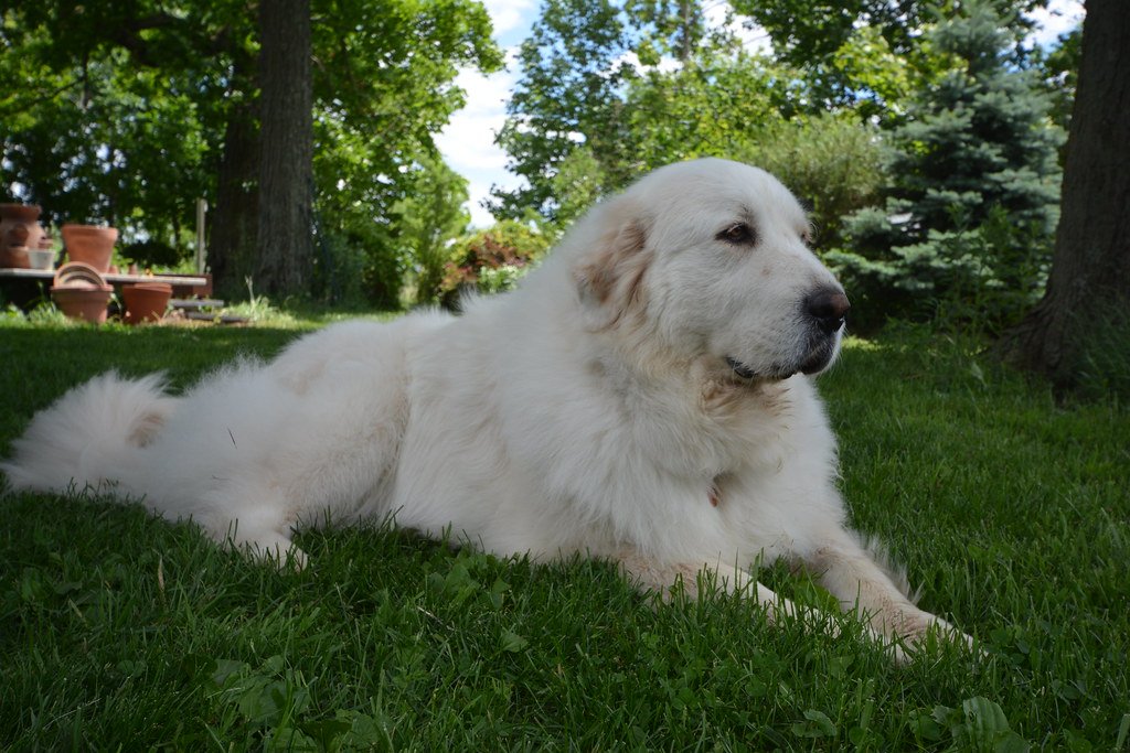 Protect Your Dog From The Heat And Sun (image credits: flickr)