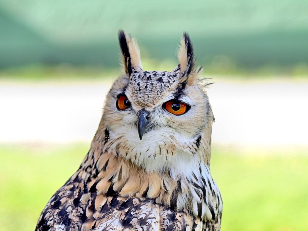 Escape and Release Laws Are Strictly Enforced (image credits: flickr)