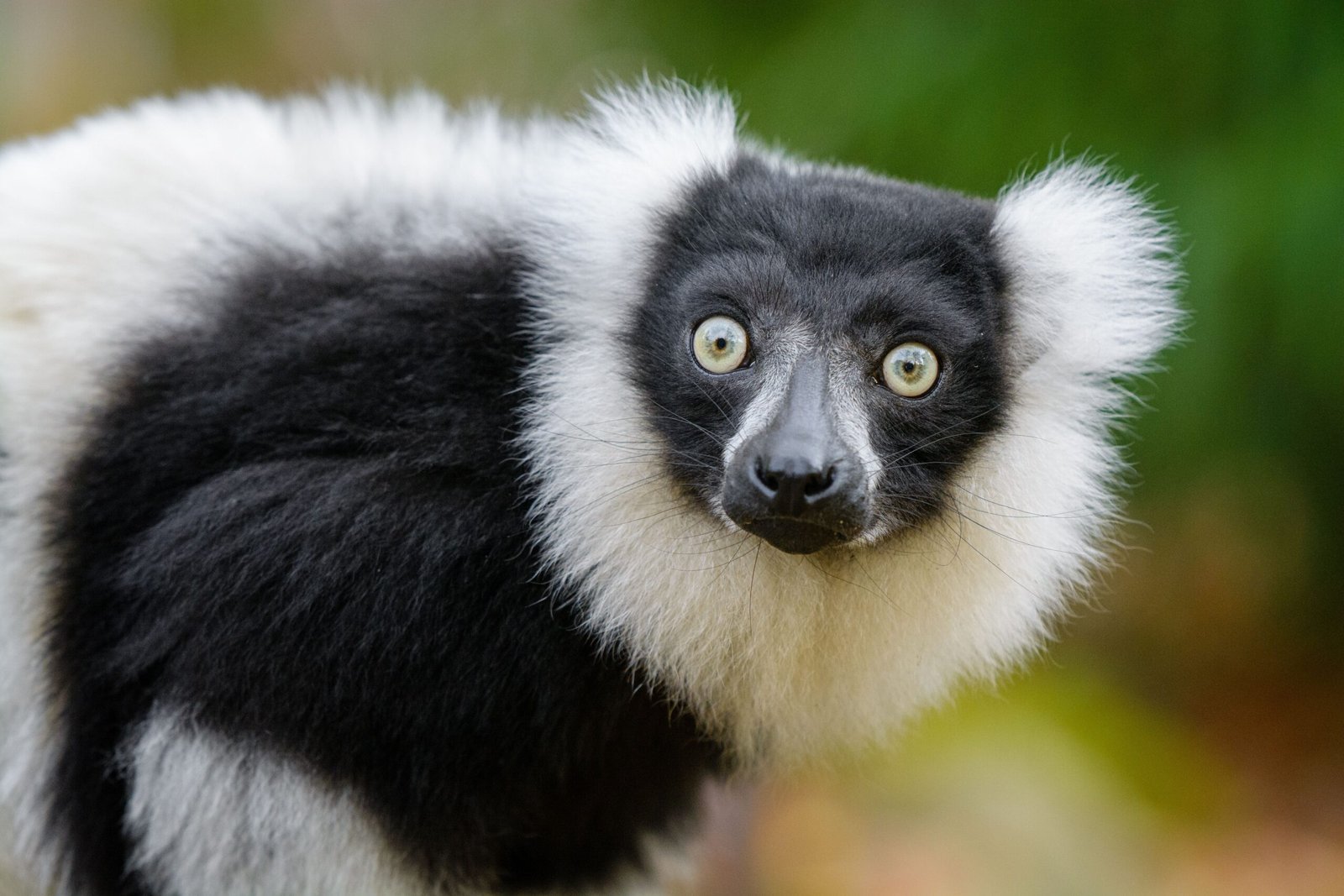 Some Exotic Pets Can Live for Decades (image credits: wikimedia)