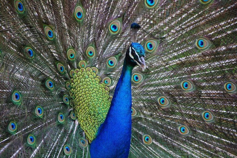 10 Essential Facts About Owning Exotic Pets In Arizona