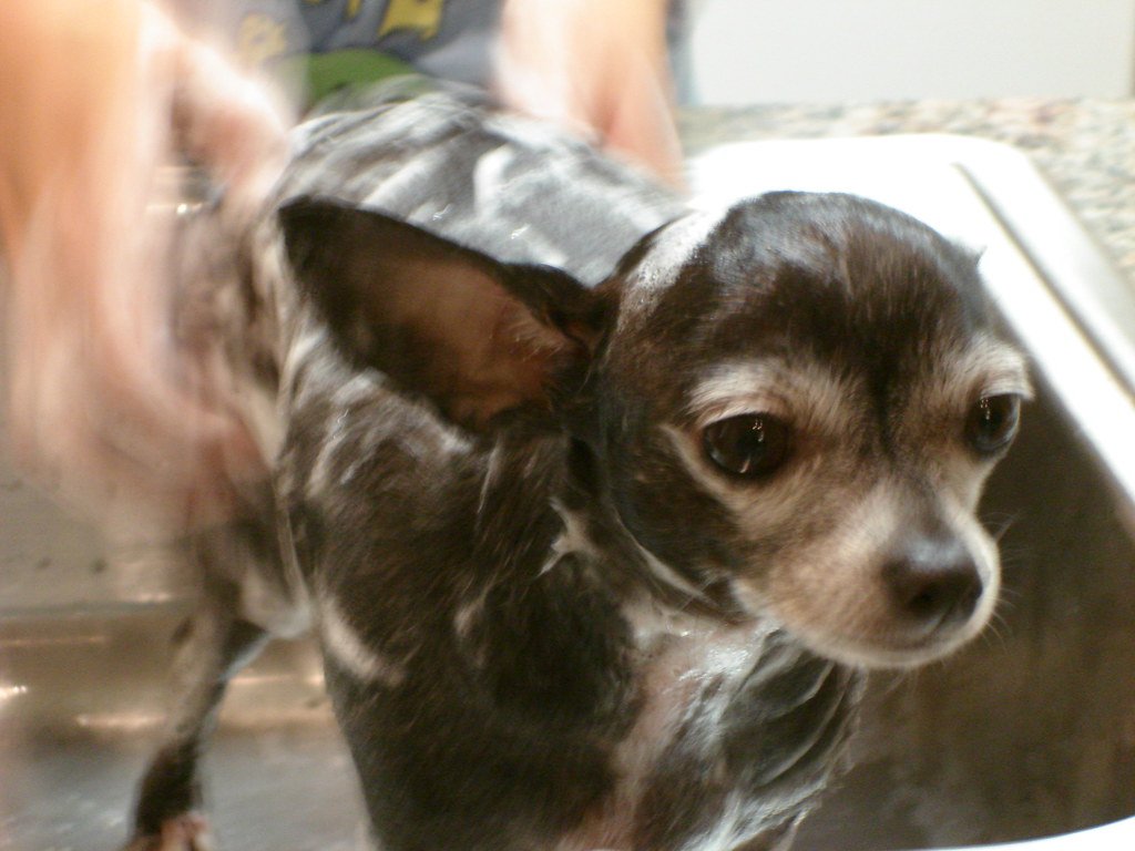 Chihuahua: Tiny Body, Big Opinions (image credits: flickr)