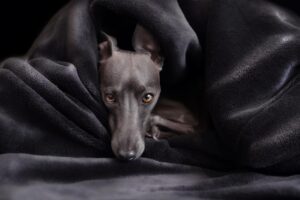 Italian Greyhound: The Delicate Dodgers
