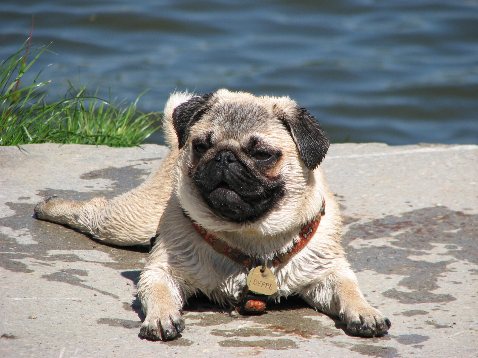 Pug: The Not-So-Aquatic Clowns (image credits: wikimedia)