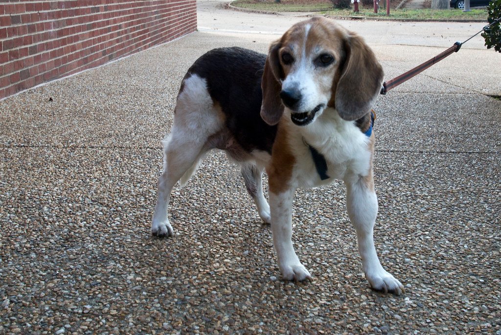 6. Beagle (image credits: flickr)