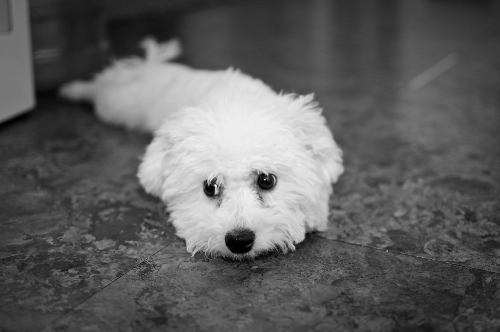 Bichon Frise: Hypoallergenic and Happy-Go-Lucky (image credits: flickr)