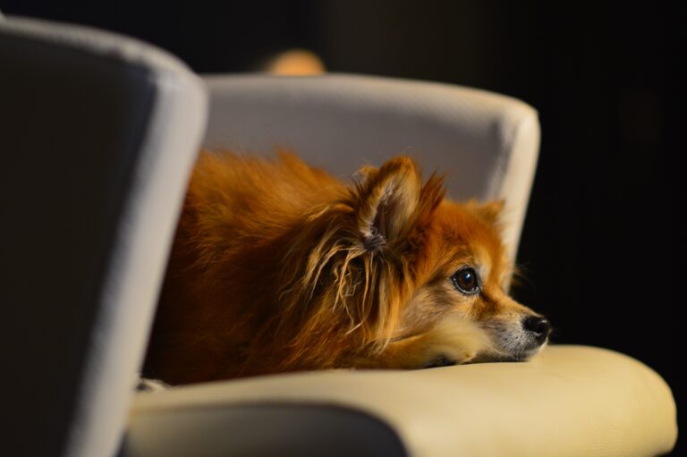 How Do You Know When It's Time To Say Goodbye to Your Dog