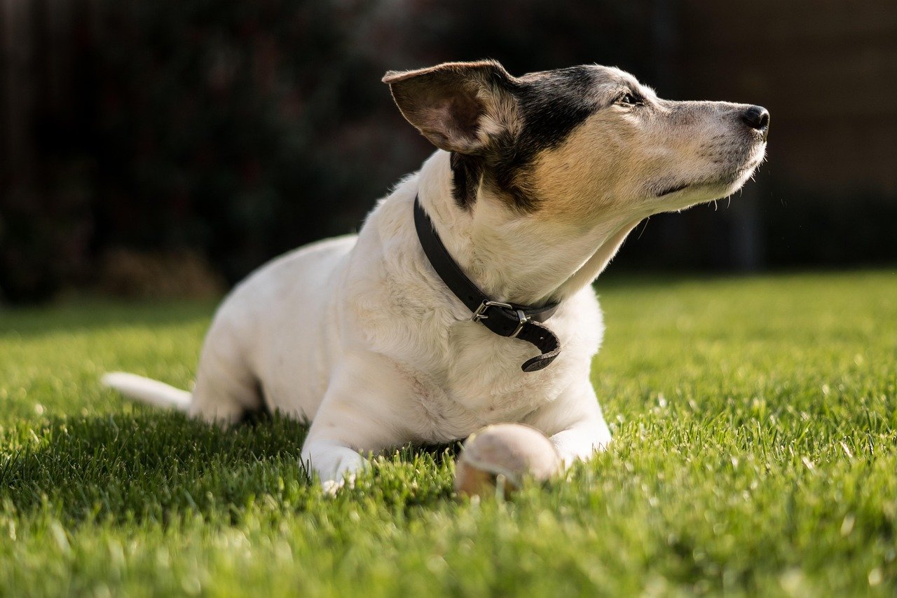 Jack Russell Terrier (image credits: pixabay)