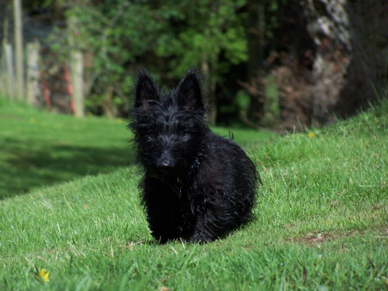 12 Dog Breeds That Are Masters at Ignoring Commands