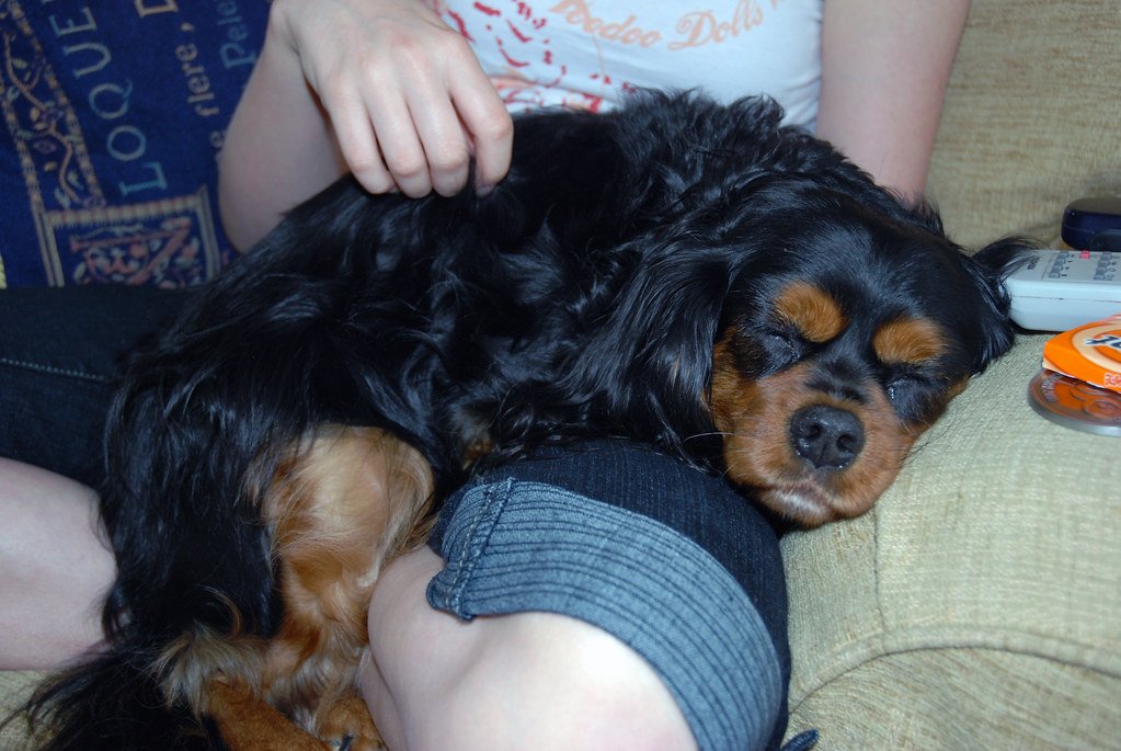 Cavalier King Charles Spaniel: The Lap-Loving Shadow (image credits: flickr)
