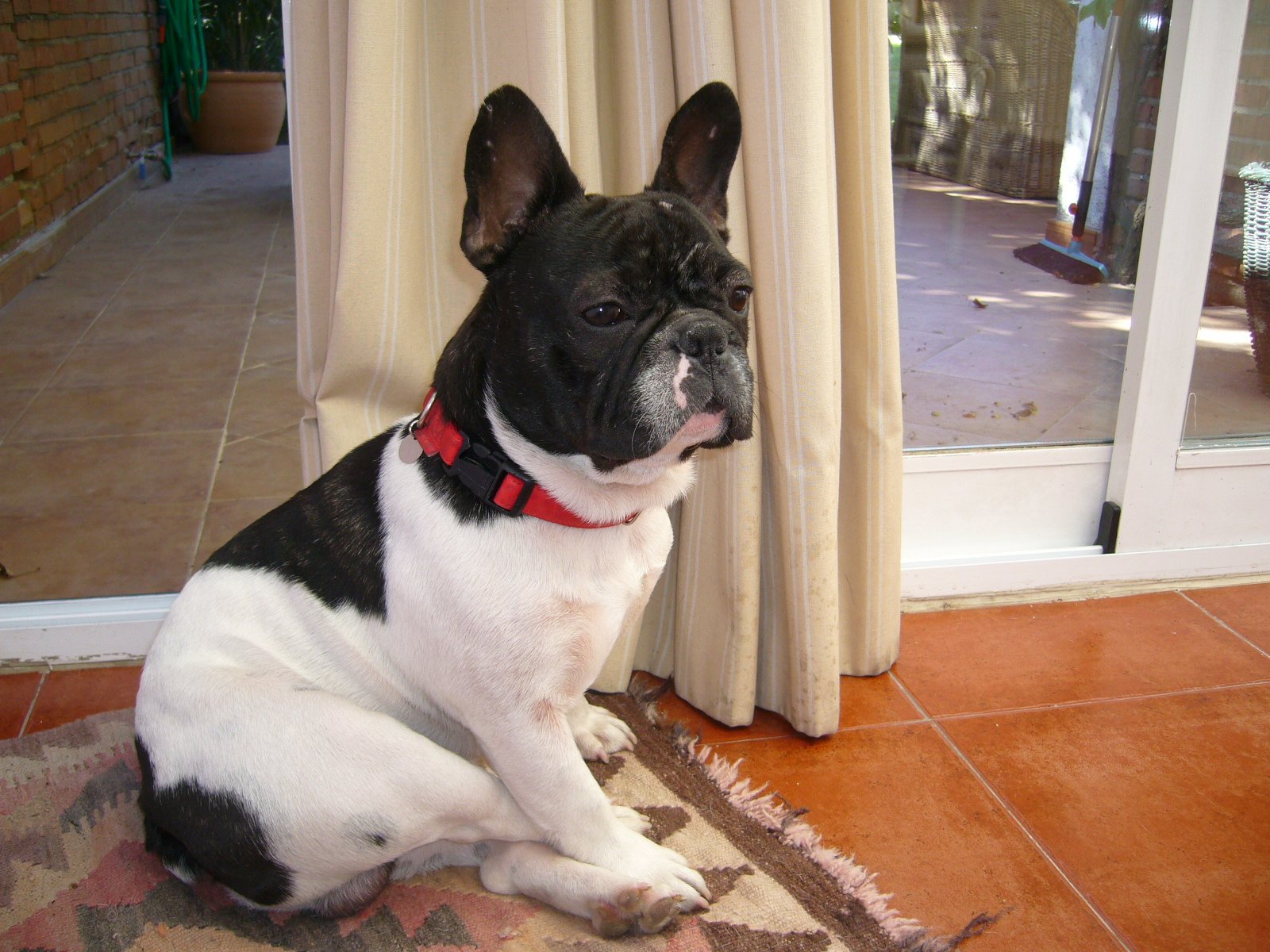 French Bulldog: The Charming Clown (image credits: wikimedia)