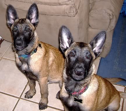 Belgian Malinois (image credits: flickr)