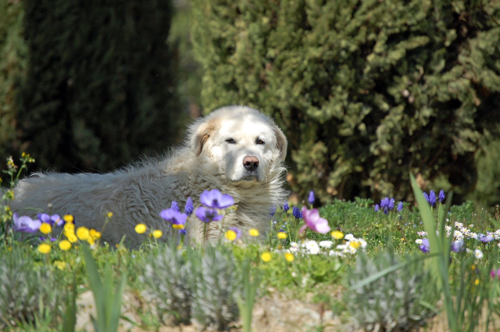 Maremma Sheepdog (image credits: wikimedia)