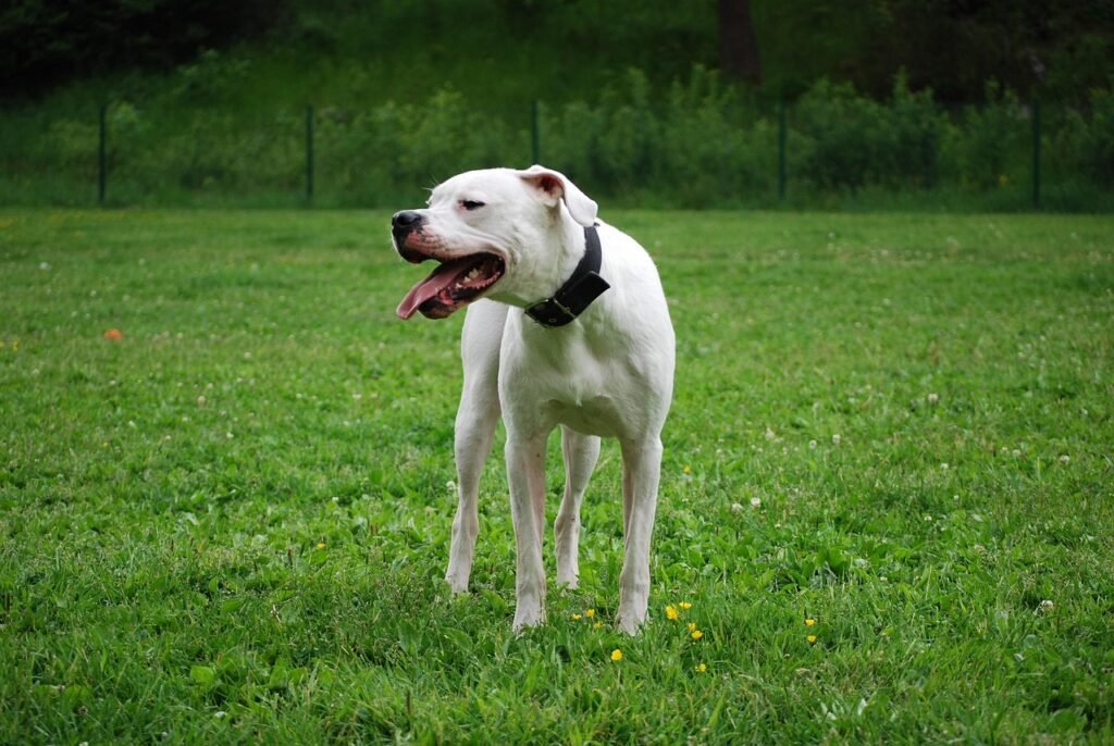 Dogo Argentino