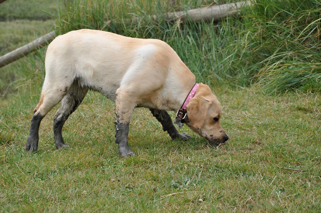 Labrador Retriever (image credits: flickr)