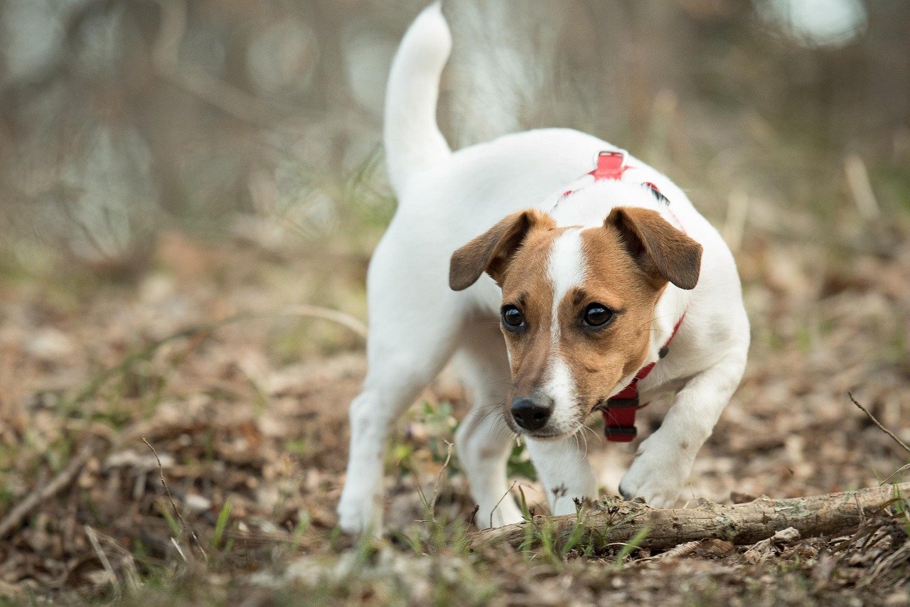 Jack Russell Terrier (image credits: pixabay)