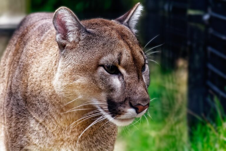 What To Do If You See A Panther In Your Backyard In South Florida