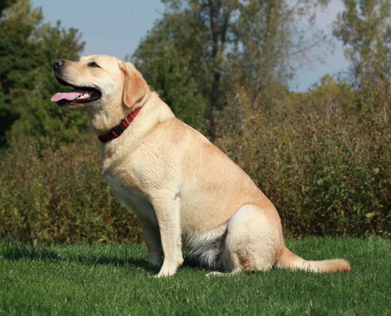 Labrador Retriever