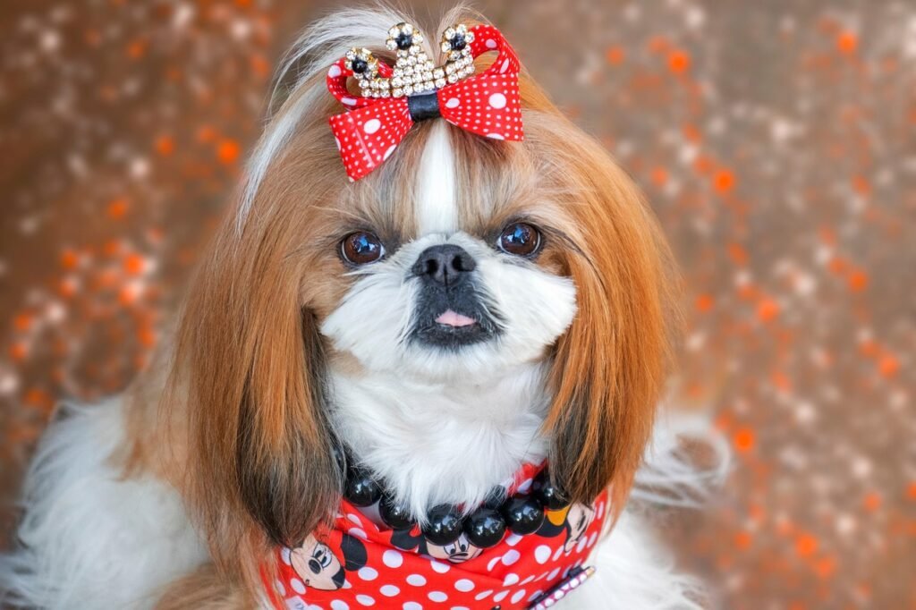 Shih Tzu